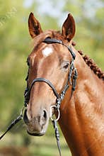 Extreme closeup of a domestic saddle horse on a rural animal farm. Portrait of an angloarabian chestnut colored stallion against
