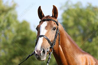 Extreme closeup of a domestic saddle horse on a rural animal farm. Portrait of an angloarabian chestnut colored stallion against