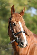 Extreme closeup of a domestic saddle horse on a rural animal farm. Portrait of an angloarabian chestnut colored stallion against
