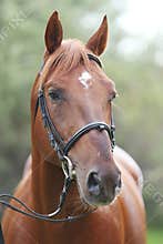 Extreme closeup of a domestic saddle horse on a rural animal farm. Portrait of an angloarabian chestnut colored stallion against