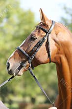 Extreme closeup of a domestic saddle horse on a rural animal farm. Portrait of an angloarabian chestnut colored stallion against