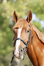 Extreme closeup of a domestic saddle horse on a rural animal farm. Portrait of an angloarabian chestnut colored stallion against