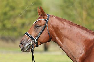 Extreme closeup of a domestic saddle horse on a rural animal farm. Portrait of an angloarabian chestnut colored stallion against