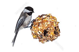 Chickadee, Pine Cone & Peanut Butter