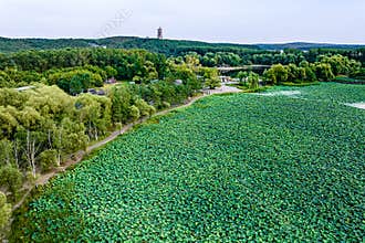 The scenery of China\'s Changchun Jingyuetan National Forest Park with blooming lotus