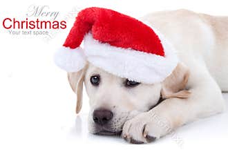 Christmas Dog