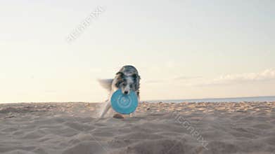 Border Collie leaping to catch a frisbee on the beach