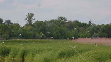 Many river gulls hunt fish in lakes, rivers, and canals. Seagulls fly over the water.