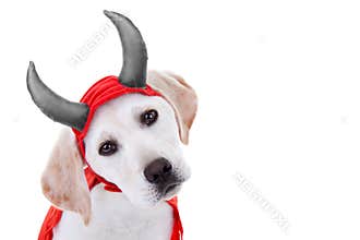 Devil Dog