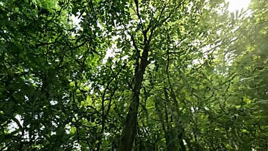 Exploring the canopy of a lush green forest during a sunny day