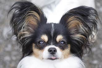 Dog sticking out tongue