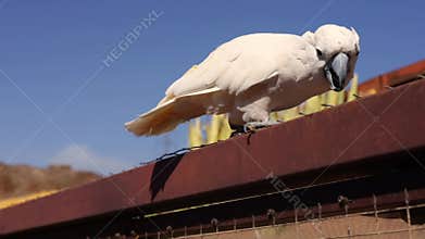 White Cockatoo, Umbrella Cockatoo, standing in Tenerife