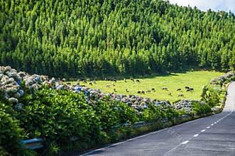 A view down a Hydrangea lined road leaving the Seven Cities region on the island of San Miguel in the Azores