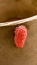 Dragonfly eggs