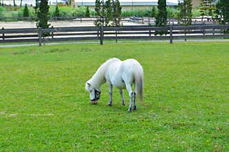 White Pony Grazing in a Green Pasture