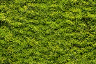Moss texture