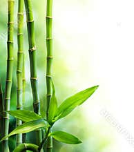 Bamboo stalks and light beam