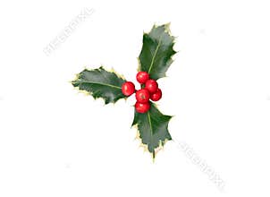 Christmas holly or Ilex aquifolium plant branch with red berries and glossy green leaves isolated on white. Transparent png.