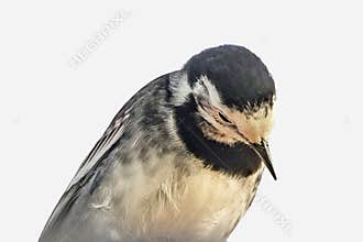 Head shot Pied Wagtail
