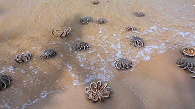 Group of Starfish on sandy beach in a beautiful sunny day.