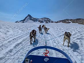 Dog sled in a glacier