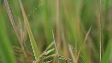 Close-up of rice field harvest