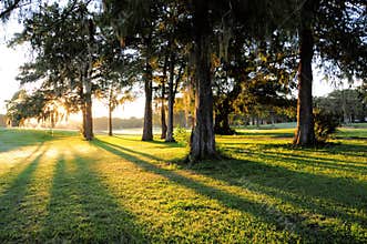 Sunrise trees and long shadows