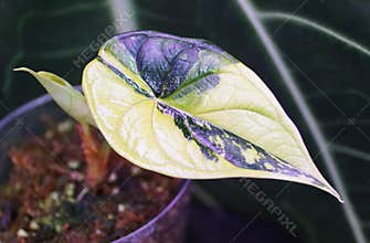 Stunning yellow and green marbled leaf of Alocasia Dragon Scale variegated, a popular houseplant