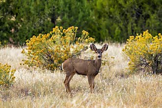 An adorable deer at Chatfield State Park