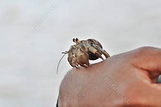 Wildlife in Guatemala: A Ecuadorian hermit crab is handled by a marine biologist