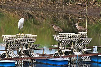 Wildlife in Guatemala: A Snowy egret is seen standing on an aerator in a shrimp farm in Guatemala