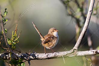 A female red backed fairy wren, without the red back and black feathers of the male.