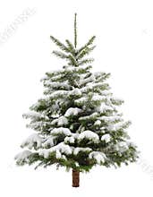 Perfect little Christmas tree in snow