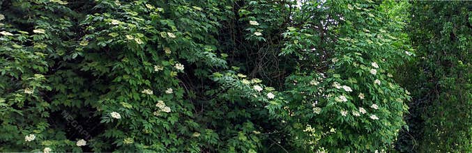 Beautiful Elderberry tree blooming in Spring, Good for natural banner or border for website.