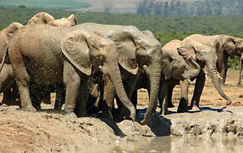 South Africa's wildlife