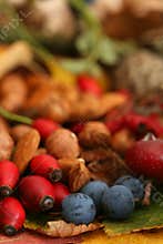 Autumn berries fall harvest