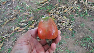 hand holding ripe cashew fruit