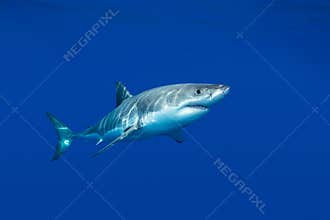 Great white shark