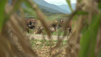 Dairy cows obscured by a crop of maize