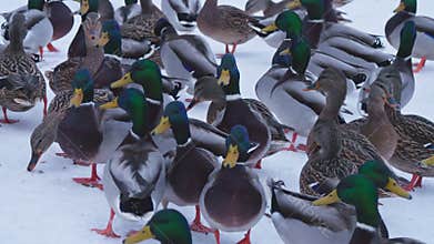 Duck wild ice winter snow animal bird fly cold eat food