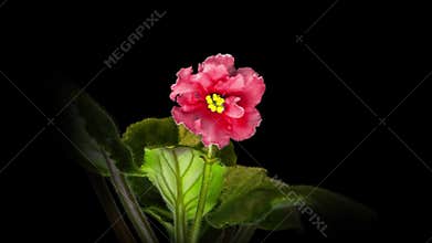 Pink Saintpaulia flowers, commonly known as African violets. Parma violet blooms on a black background. time interval