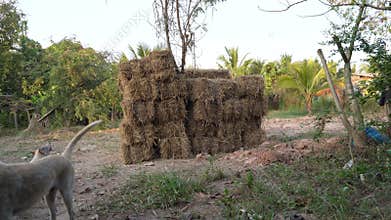 haystack , rice straw bales at the farm garden.