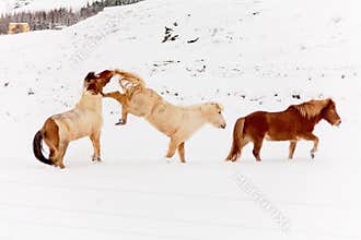 Iceland real horse during winter snow
