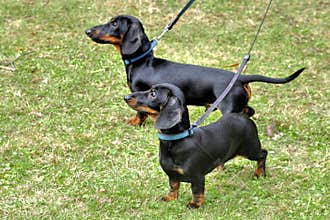 Two dachshunds