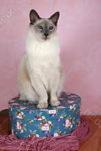 Balinese Blue Point