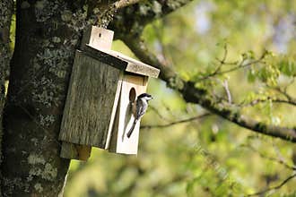 Oregon Chickadee Attracted To A Bird House.