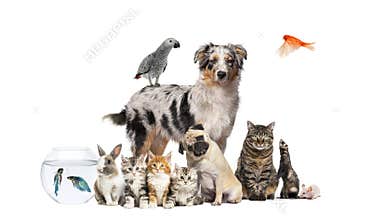 Group of pets posing around an australian shepherd dog, cat, ferret, rabbit, bird, fish, rodent, isolated on white