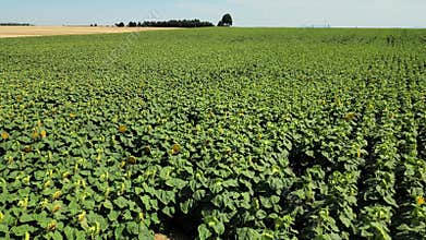 Golden sunflower field ripe for harvest, Vibrant footage captures sunflowers