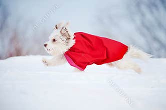 Funny curly super dog running