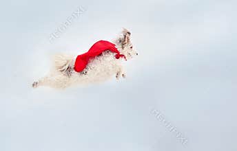 Funny curly super dog flying